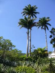 Image result for Roystonea oleracea