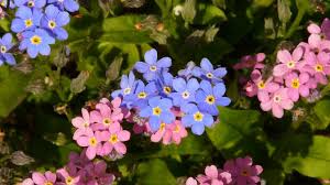 Maybe you would like to learn more about one of these? Amazing And Most Beautiful Forget Me Not Flowers Myosotis Flowers Youtube