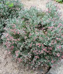 Image result for Helichrysum pawekiae