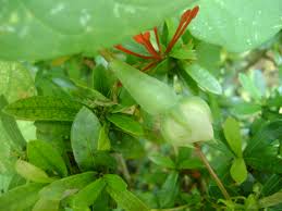 Image result for Ipomoea turbinata
