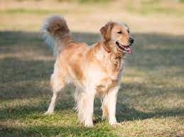 Photos & descriptions of beautiful san diego golden retrievers. Golden Retriever Im Rasseportrait Zooroyal Magazin