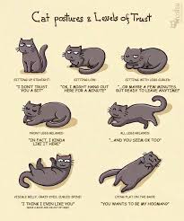 Cat Postures Levels Of Trust Catsguide Crazy Cats Cat Behavior Cat Facts
