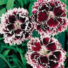 Velvet N Lace Dianthus Seeds Flower Seeds Dianthus Flowers Pink Flowers