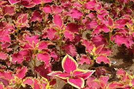 Image result for Coleus rhodesianum