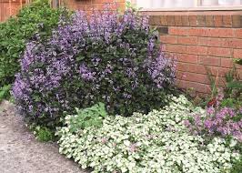 Mediterraner Garten In 50 Bildern Ein Vorbild Wie Sie Urlaubslaune Und Wohlgefuhl In Ihren Garten Bringen In 2020 Weihrauch Pflanze Pflanzen Gartengestaltung