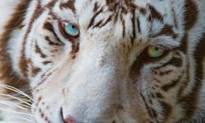 We've gathered more than 5 million images uploaded by our users and sorted them by the most popular ones. 52 Cool Animal