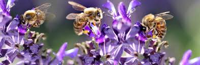 Downtown glendale city guide | glendale, california. Bees Department Of Entomology