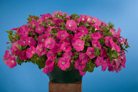 İşte size iç mekanda yetişebilen 10 saksı bitkisi. Petunya Saksi Bakimi Ankara Cicek Siparisi