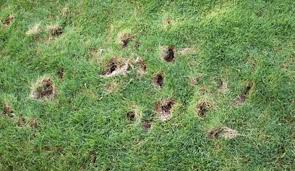 Check spelling or type a new query. Small Holes In Lawn Overnight Causes And What To Do Lawnsbesty