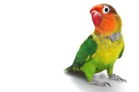 Fischers Lovebird