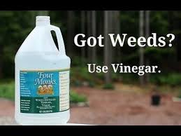 Close consideration to detail when planning a garden and continuing and consistent management to the planting environment can mean the difference between. How To Kill Weeds Organically Using Vinegar And Other Methods Youtube