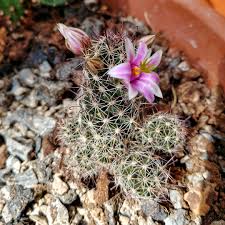 The closest (with the purple spines) looks like a fishhook barrel and the furthest ones look like golden ferrocactus wislizeni and the other 2 are echinocactus grusonii. Mammillaria Dioica Strawberry Cactus In Gardentags Plant Encyclopedia