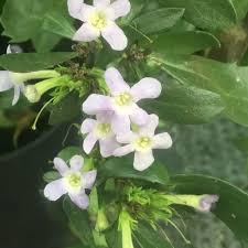 Image result for Freylinia