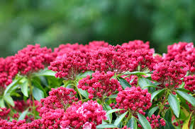 Image result for Commelina latifolia