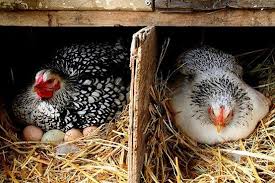 Para kartunis juga sering menciptakan gambar ayam kartun yang terkadang menggemaskan seperti gambar berikut. 13 Ide Binatang Binatang Ayam Betina Ayam