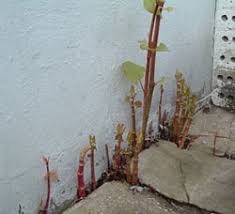 Knotweed is a highly successful invader of wetlands, stream corridors, forest edges, and drainage ditches across the country. Can Japanese Knotweed Grow Through Concrete Phlorum