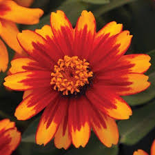 Plants Of Distinction Zinnias Flower Seeds Zinnia Flowers