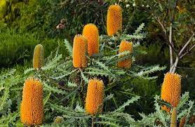 Dwarf Ashby S Banksia Banksia Ashbyi Seed Ebay Australian Garden Australian Native Plants Australian Native Garden