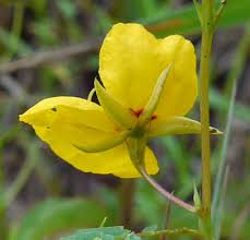 Image result for Chamaecrista parva