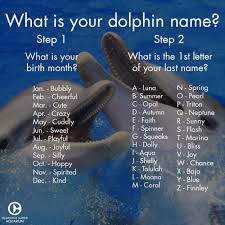 Find Out Your Dolphin Name Dolphin Tale Dolphin Quotes Clearwater Marine Aquarium