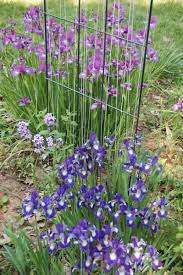 Siberian iris (like lavender bounty pictured left) are tall, graceful plants with slim, grassy foliage. How To Grow Siberian Iris Dengarden
