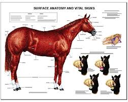 Equine Anatomy Charts Complete Set Of 13 Laminated Charts Special Offer