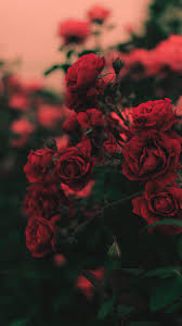 Pin Di Dilma Duarte Su Phone Wallpapers Carta Da Parati Rossa Bellissimi Sfondi Rose Belle