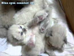 Are ragdoll cats good with other cats? Ragdoll Kittens Special Blue Eyed Edition Youtube