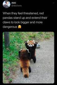 Why So Cute In 2020 Cute Animal Memes Funny Animal Jokes Cute Baby Animals