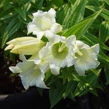 Image result for Gentiana asclepiadea alba