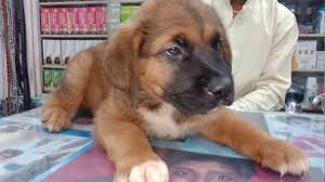 Nov 06, 2019 · the amount of food a caucasian shepherd should be fed depends on how much it weighs. Caucasian Shepherd On Sale 100000 Youtube