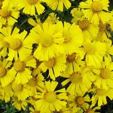 Image result for Panicum flacciflorum