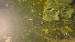 We did not find results for: Quand Une Plante Zombie Envahit Les Lacs Du Quebec Espaces