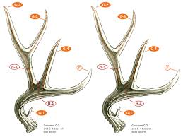 The deer, shot by hunters in october prior to the rutting period, were brought to the university of wyoming meat laboratory the day they were harvested. Measuring And Scoring Mule And Blacktail Deer B C Club Official Guide Pro Insight