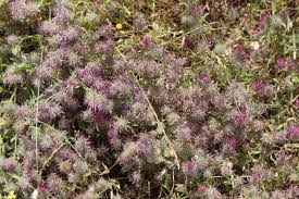 Image result for Trifolium baccarinii