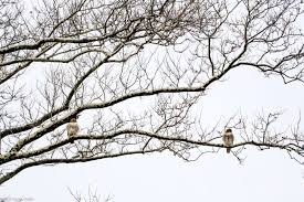 The Trees of Governors Island: Surveying Our Diverse Canopy