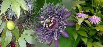 Amazon Com Hardy Passion Flower 5 Seeds Maypop Passiflora Passion Flower Plants Garden Outdoor Passion Flower Plant Passion Flower Planting Bulbs
