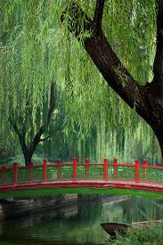 Great savings & free delivery / collection on many items. Peaceful Weeping Willow Weeping Willow Tree Photography Beautiful Tree