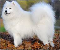 Get matched with a pupper from a responsible samoyed breeder near you. Samoyed Dog Breed Facts And Personality Traits Hill S Pet