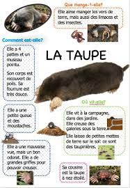 narramus petite taupe ouvre moi ta porte la maternelle de vivi documentaire animaux coloriage bambi et thumper