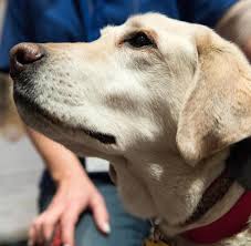 Dies gilt auch dann, wenn er sich außerhalb ihrer sichtweite aufhält. Gps Tracker Fur Hund Und Katze Das Konnen Peilsender Fur Haustiere Welt