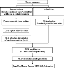 Flow Chart Of The Experimental Design And The Procedures
