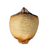 Image result for Rhynchospora gracillima