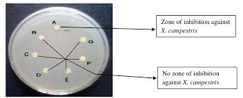 Image result for Cissus welwitschii