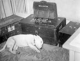 Ces Photos Sont Historiques Et Pourtant Elles Sont Tres Rares Epoustouflant Photos Historiques Historique Chien