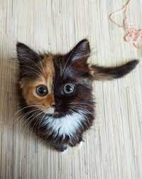 The Meaning And Symbolism Of The Word Kitten
