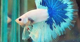Male Super Fancy Dragon Giant Halfmoon Betta Quality Aaa Thai Import Betta Pet Fish Siamese Fighting Fish