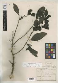 Image result for Tapinanthus forbesii