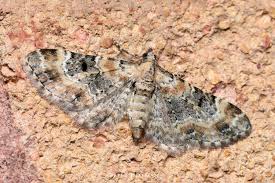 Image result for Eupithecia pulchellata