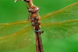 Image result for dragonflies in switzerland